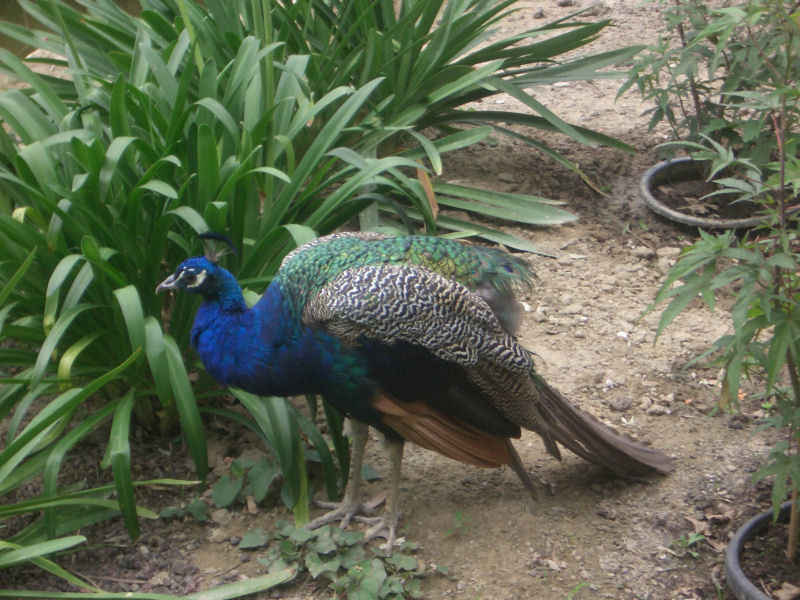 Le paon... redescendu de son perchoir ! stcyprien/st_cyprien/photos/jardin_plantes_15.jpg