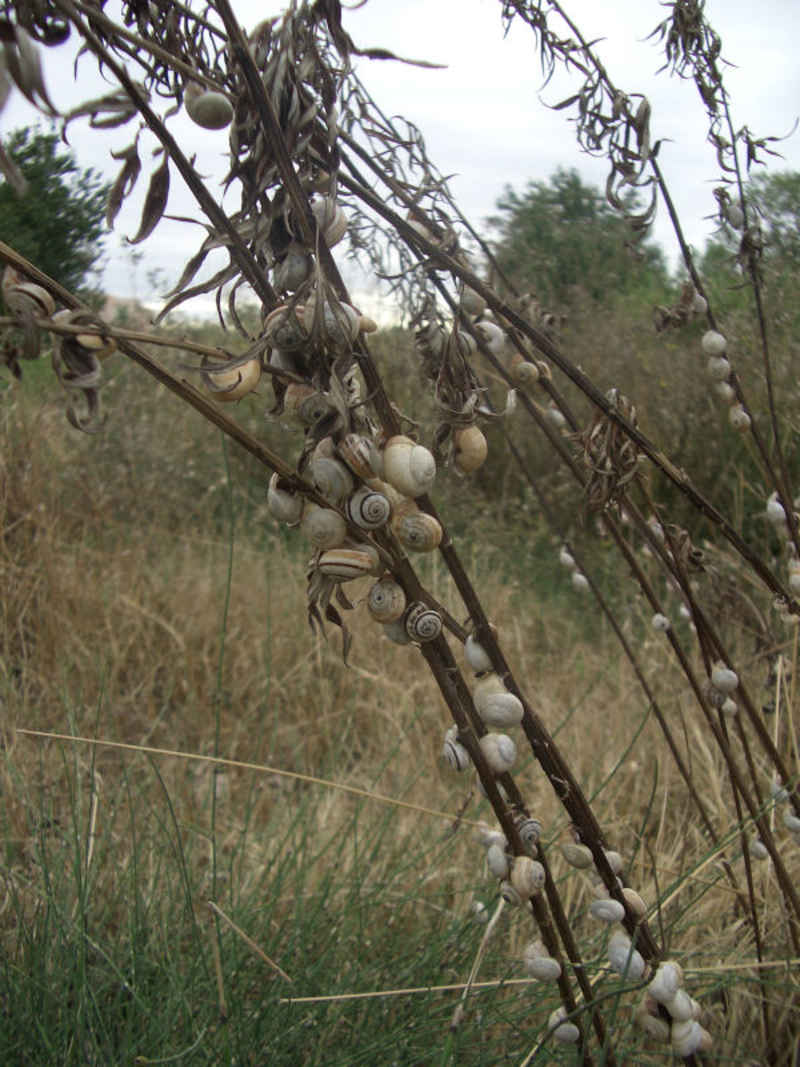 Direction la plage... sur le chemin, les escargots poussent par dizaines ! stcyprien/st_cyprien/photos/st_cyprien_escargots_01.jpg