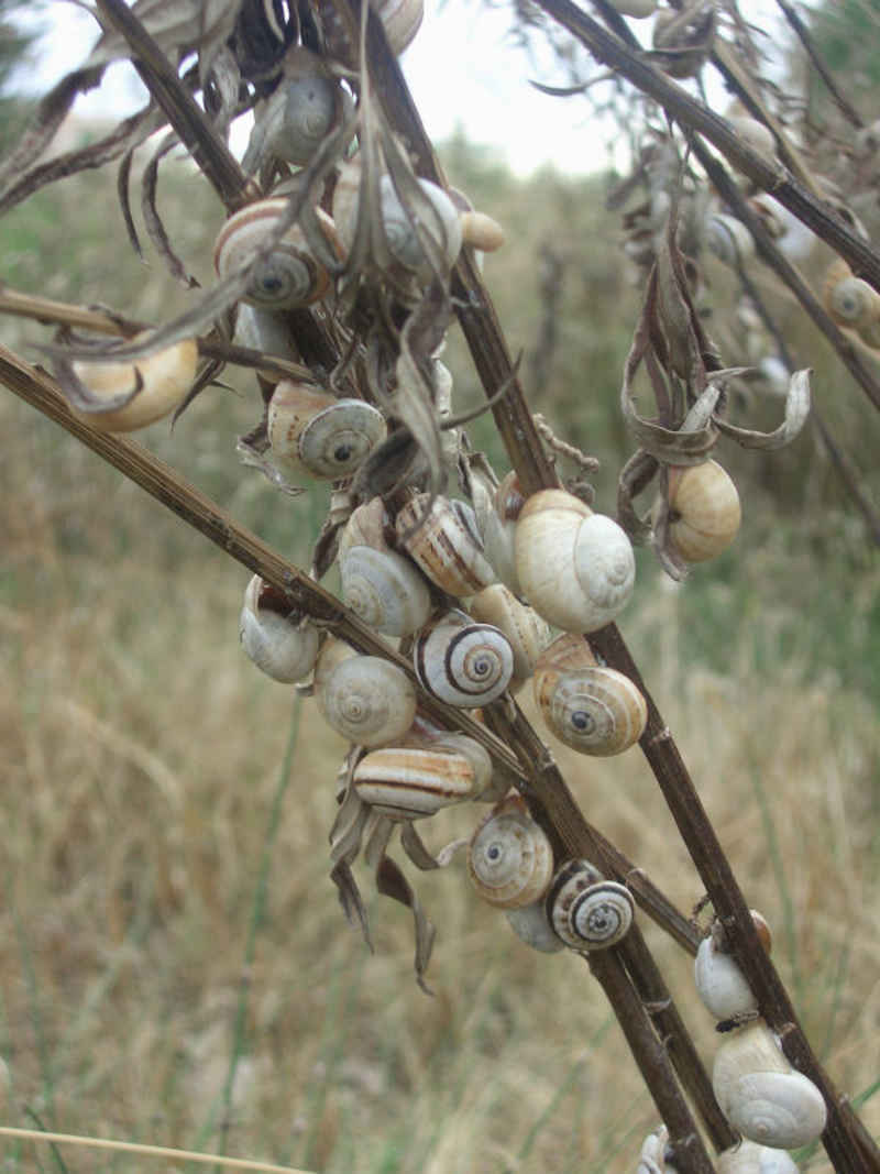 Etonnant ces grappes d'escargots... stcyprien/st_cyprien/photos/st_cyprien_escargots_02.jpg